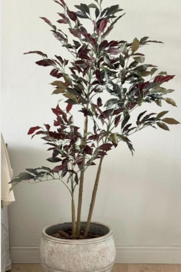 PLANTA CRENATA TOUCH 150cm