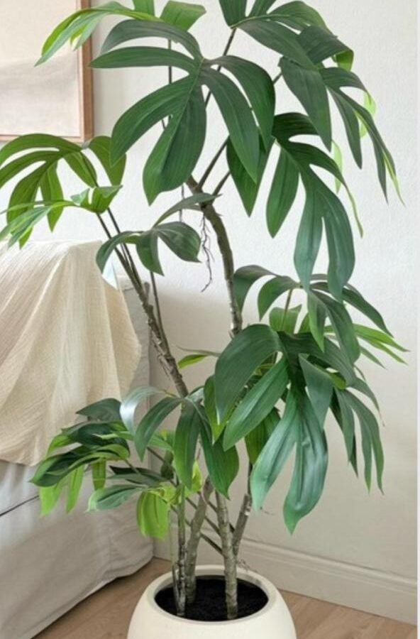 PLANTA EPIPREMNUM TREE 140cm
