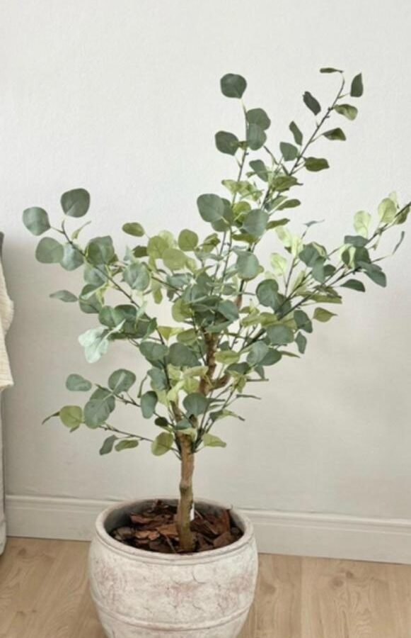 PLANTA EUCALYPTUS 120cm