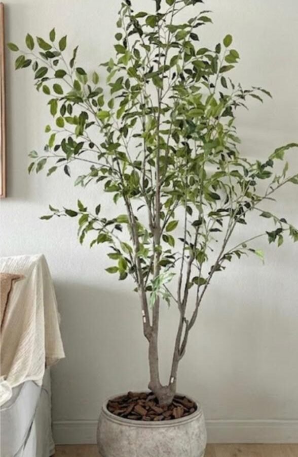 PLANTA FICUS TREE 220cm