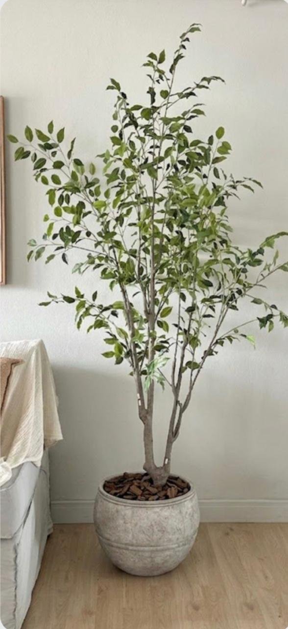 PLANTA FICUS TREE 220cm