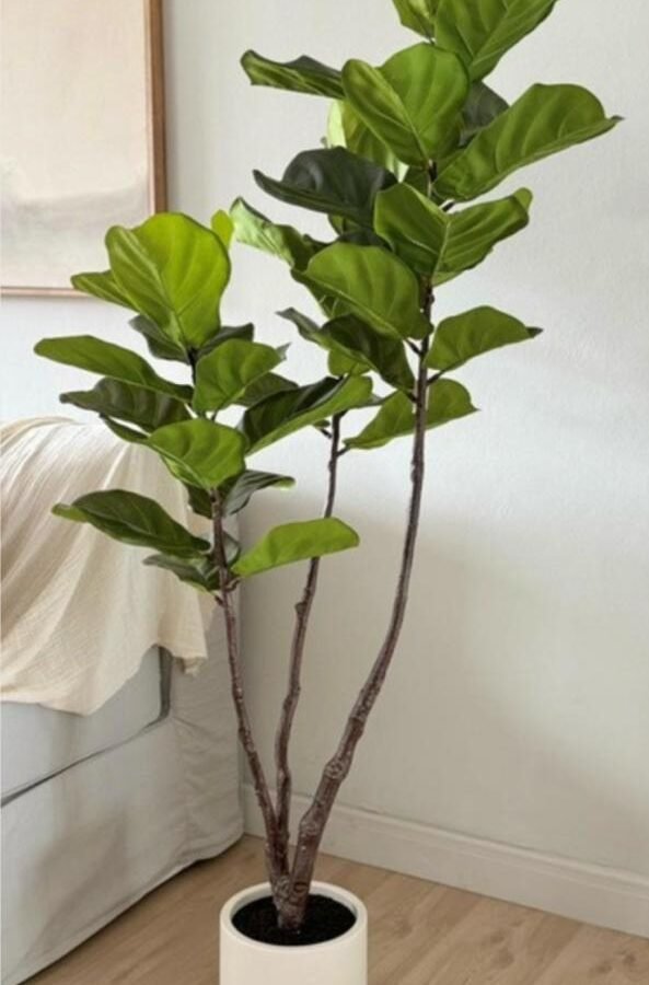 PLANTA FIDDLE LEAF TREE 160cm