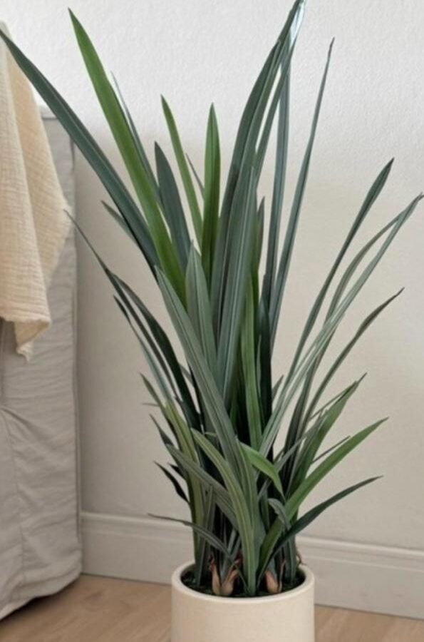 PLANTA ORCHID LEAF 85cm