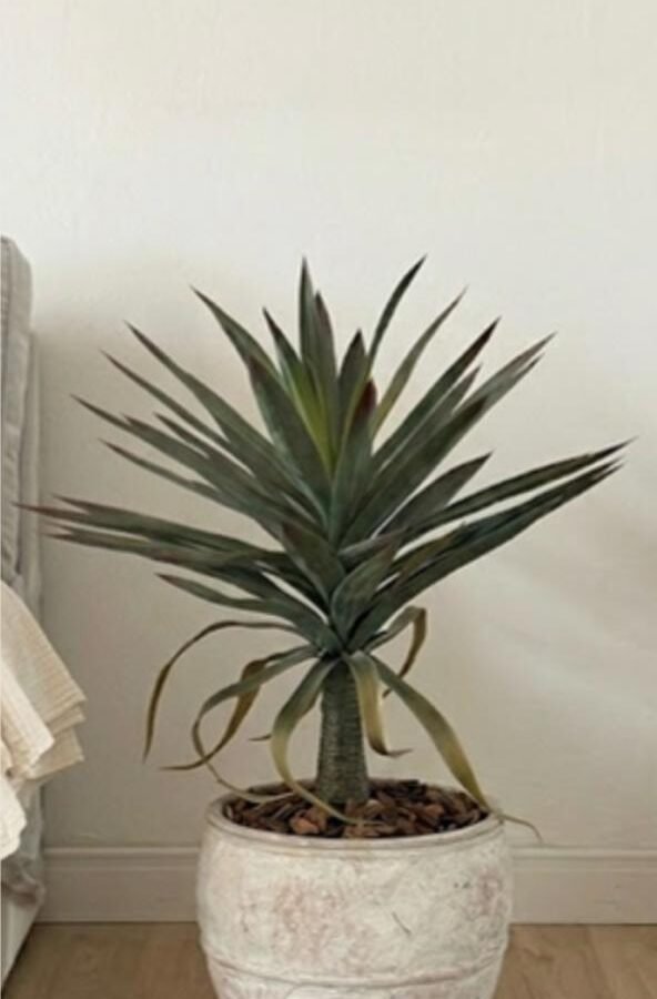 PLANTA SISSAL 80cm