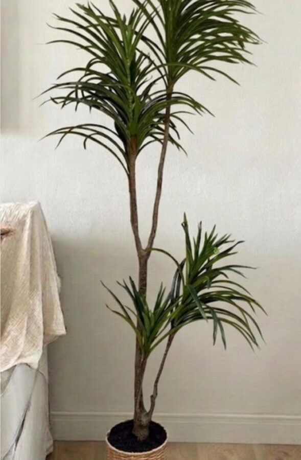 PLANTA YUCCA TOUCH 170cm