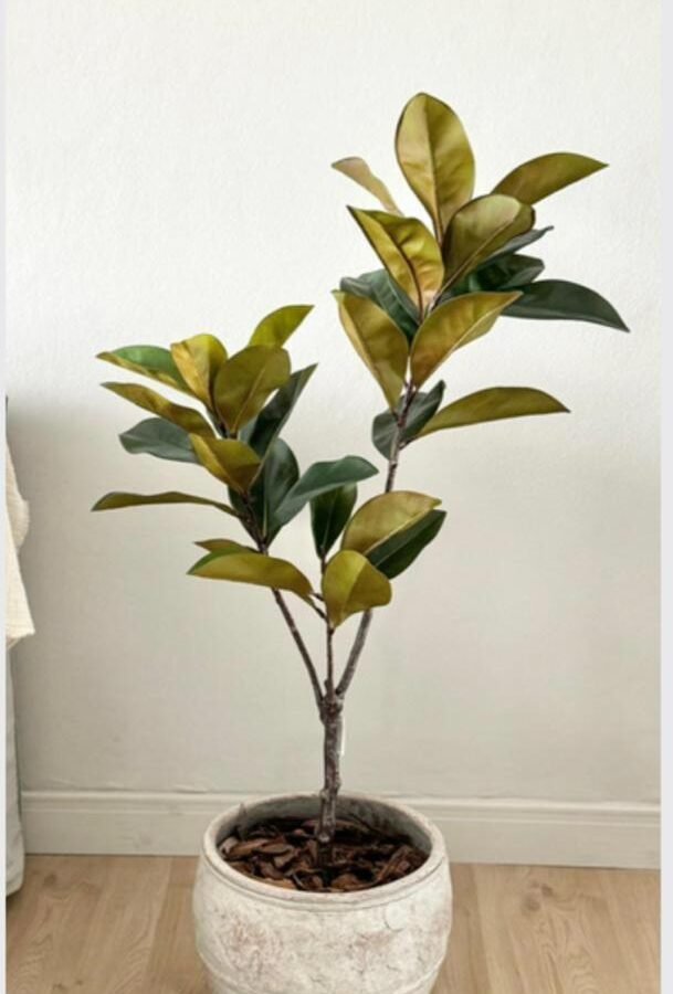 PLANTA YULANIA TREE 115cm