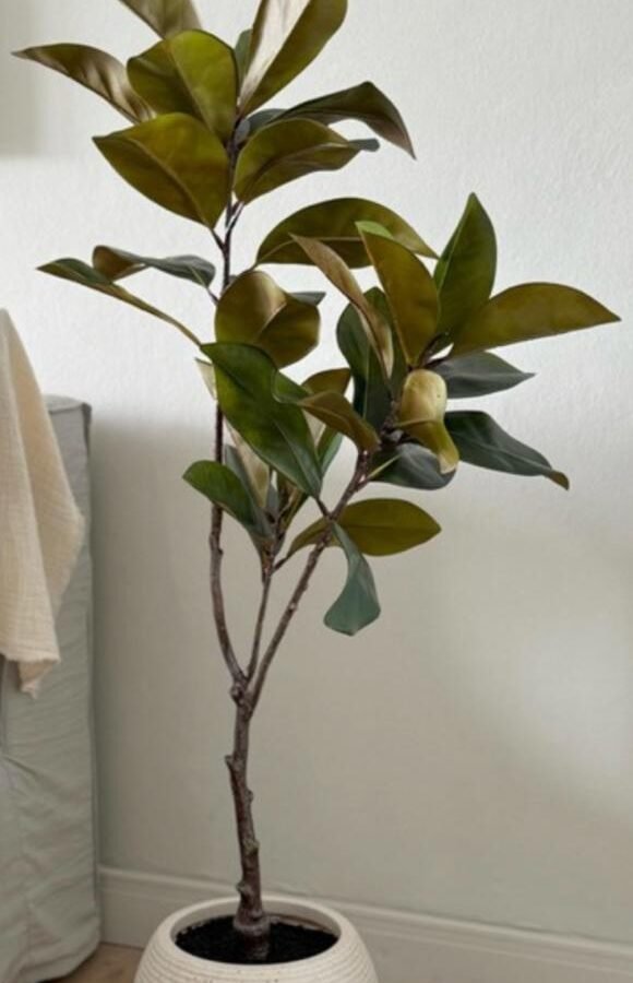 PLANTA YULANIA TREE 120cm
