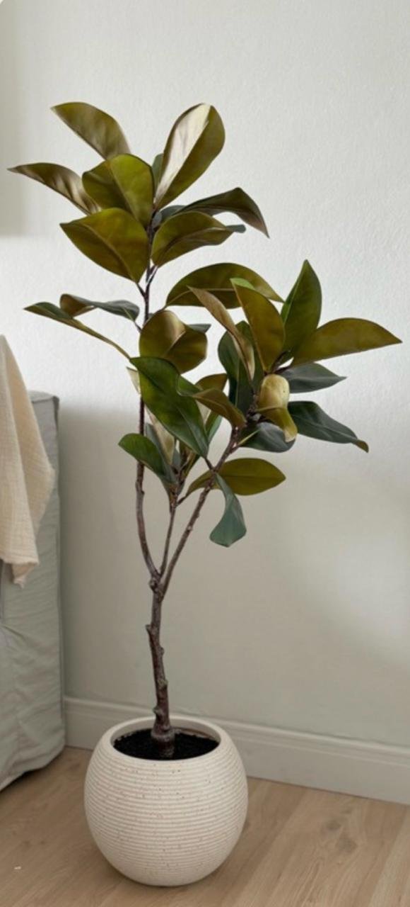 PLANTA YULANIA TREE 120cm
